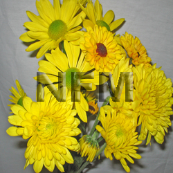 chrysanthemum CDN yellow